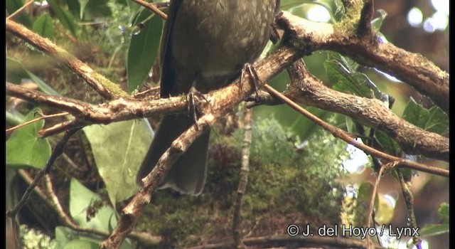 Mountain Thrush - ML201182291