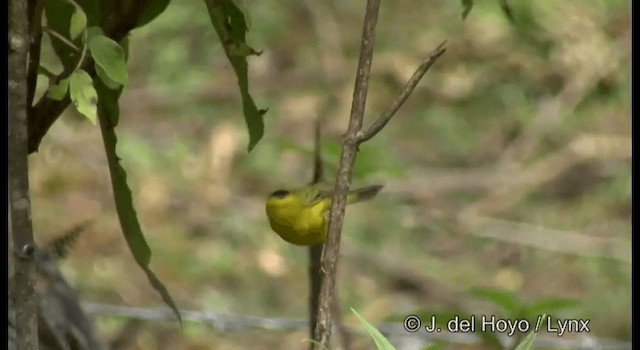 Wilson's Warbler - ML201182311