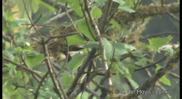 Trepatroncos Manchado (erythropygius/parvus) - ML201182341