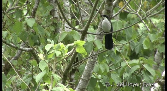 Blue-and-white Mockingbird - ML201182371