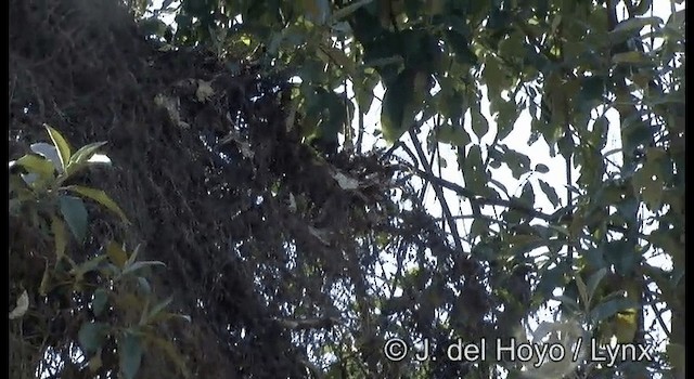 Band-backed Wren - ML201182381