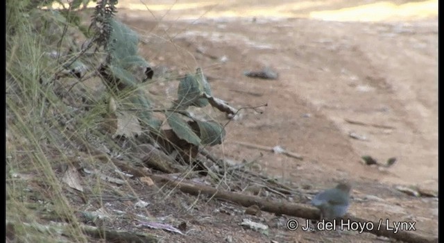 Ruddy-capped Nightingale-Thrush - ML201182391