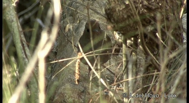 Ruddy-capped Nightingale-Thrush - ML201182401