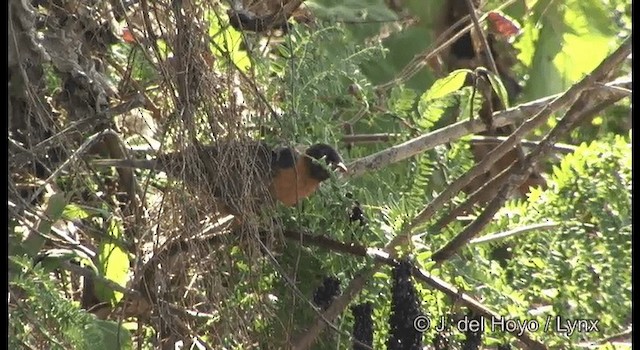 Rufous-collared Robin - ML201182431