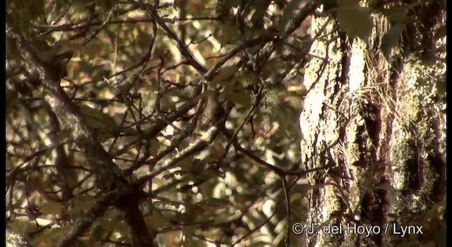 Moucherolle des pins - ML201182441