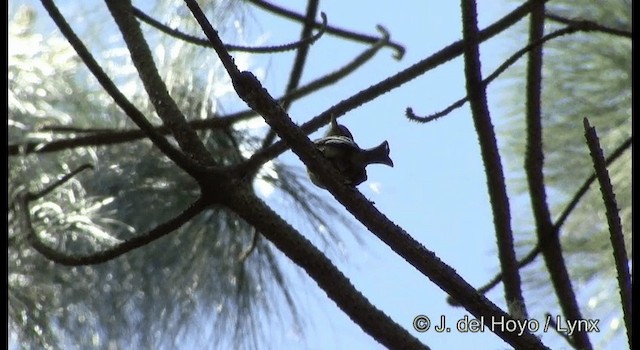Moucherolle des pins - ML201182451
