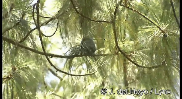 Unicolored Jay - ML201182491