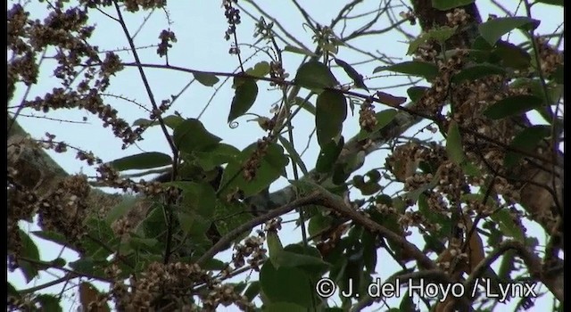 Lineated Woodpecker (Lineated) - ML201182501