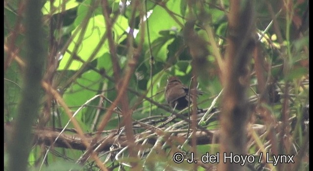 Spot-breasted Wren - ML201182511