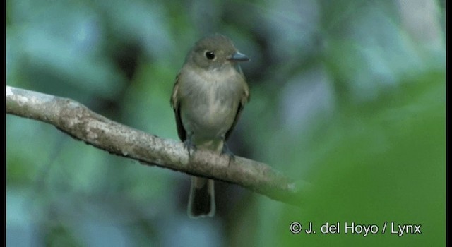 Yellow-bellied Flycatcher - ML201182571