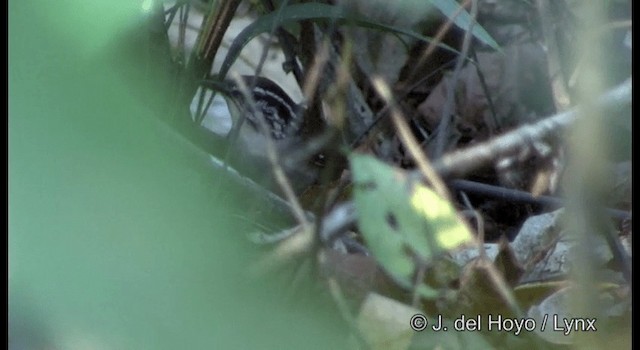 White-breasted Wood-Wren (Sclater's) - ML201182581