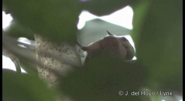 Smoky-brown Woodpecker - ML201182601