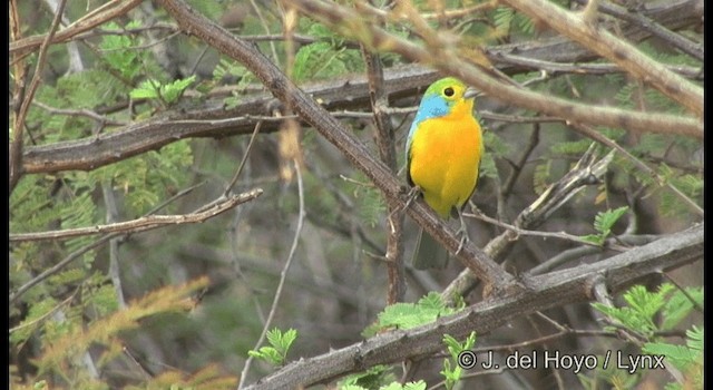 Orange-breasted Bunting - ML201182621