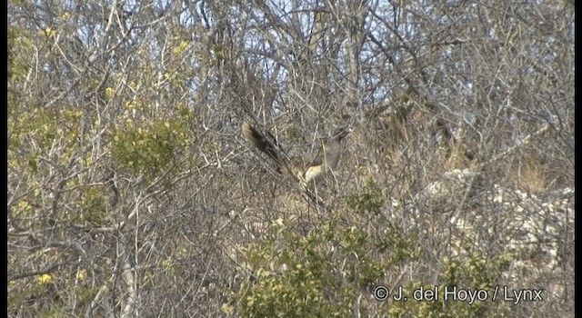 West Mexican Chachalaca - ML201182651