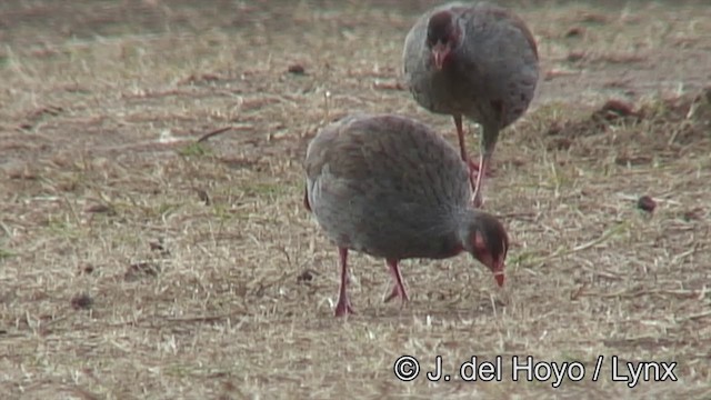 Rotkehlfrankolin (cranchii/harterti) - ML201182671