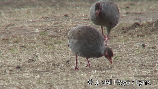 frankolín rudohrdlý (ssp. cranchii/harterti) - ML201182671