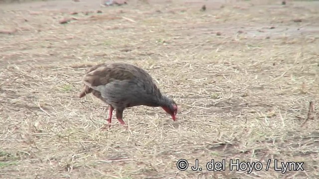 frankolín rudohrdlý (ssp. cranchii/harterti) - ML201182681