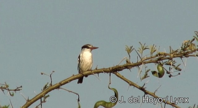 Striped Kingfisher - ML201182701