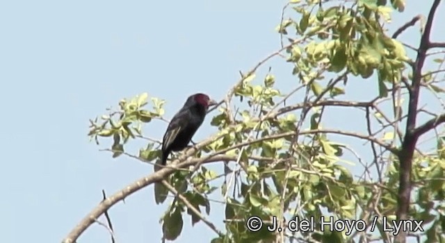 Red-faced Barbet - ML201182751