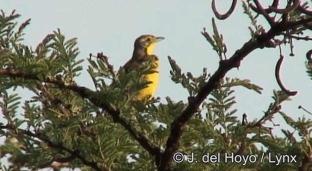 Yellow-throated Longclaw - ML201182761