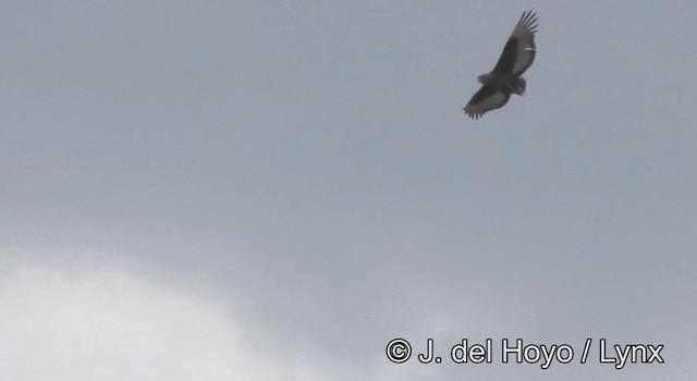 Bateleur - ML201182841