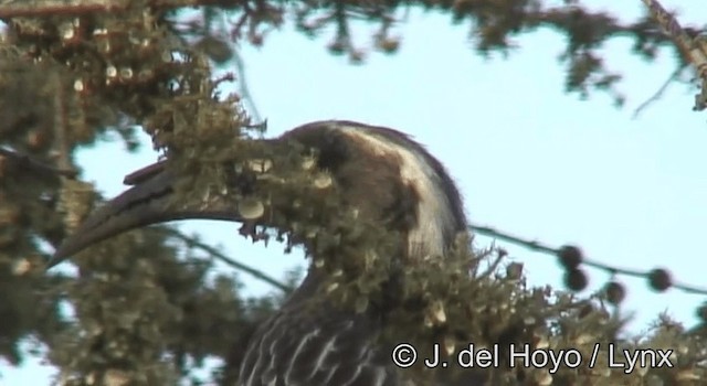 African Gray Hornbill - ML201182861