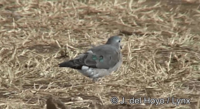 Emerald-spotted Wood-Dove - ML201182881