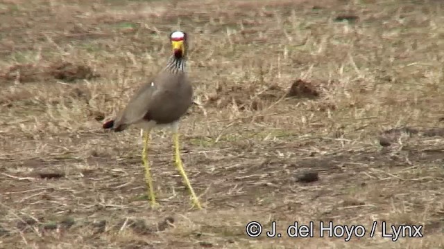 Wattled Lapwing - ML201182891