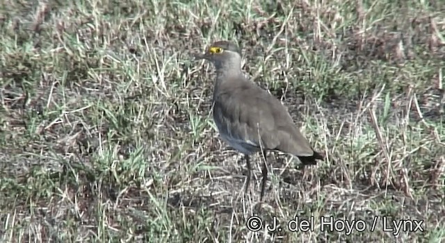 Brown-chested Lapwing - ML201182911