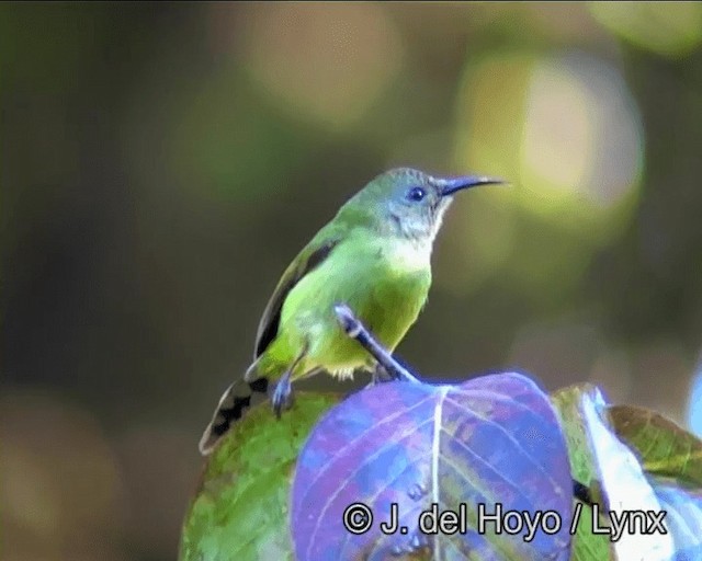 Green-tailed Sunbird (Doi Inthanon) - ML201182951