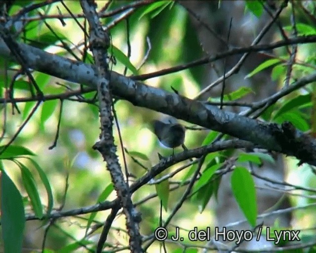 Black-throated Sunbird - ML201182961