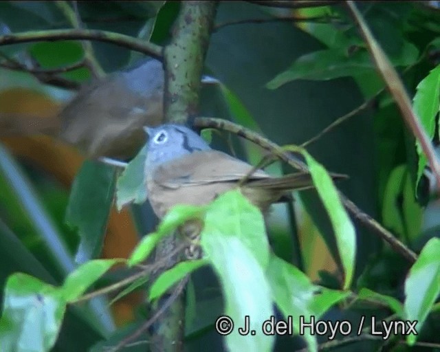 Yunnan Fulvetta - ML201182971