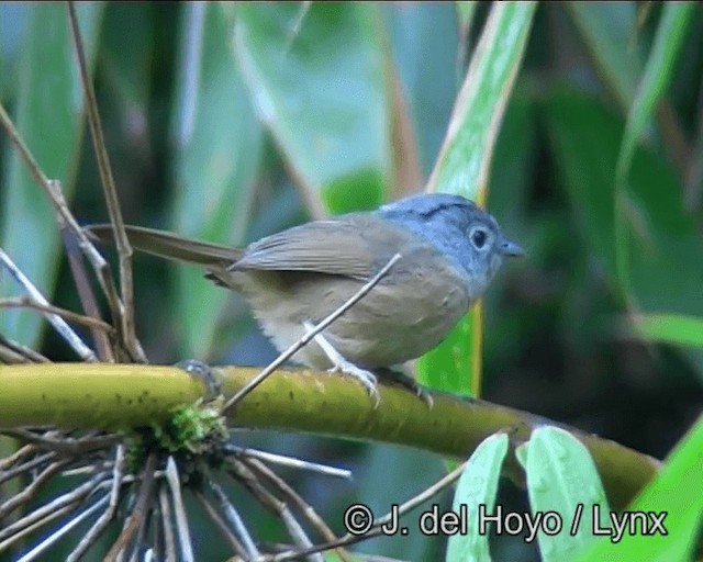 Yunnan Fulvetta - ML201182981