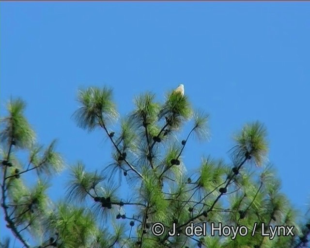 Rufous-winged Buzzard - ML201183031