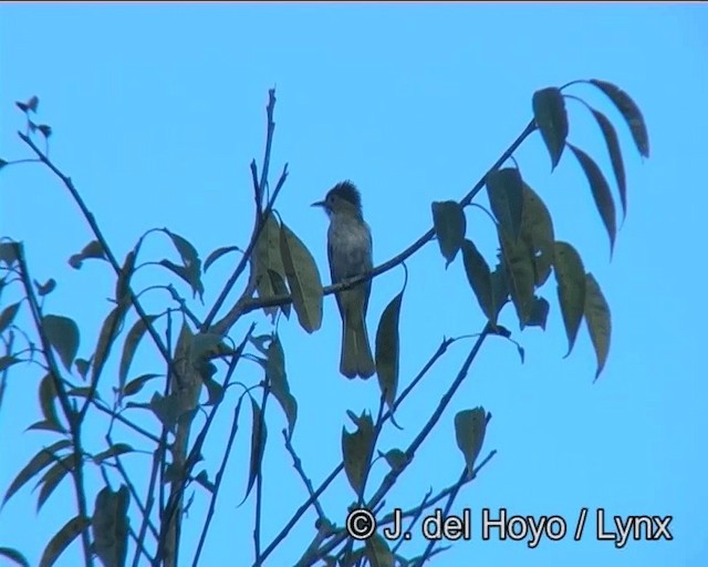 ミヤマヒヨドリ - ML201183171