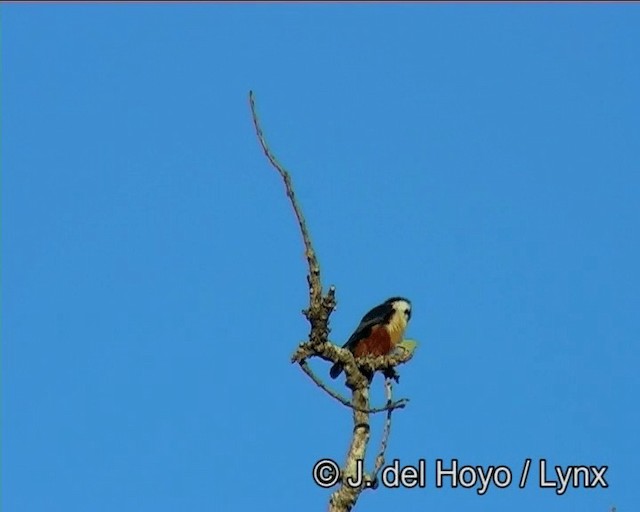 Collared Falconet - ML201183181