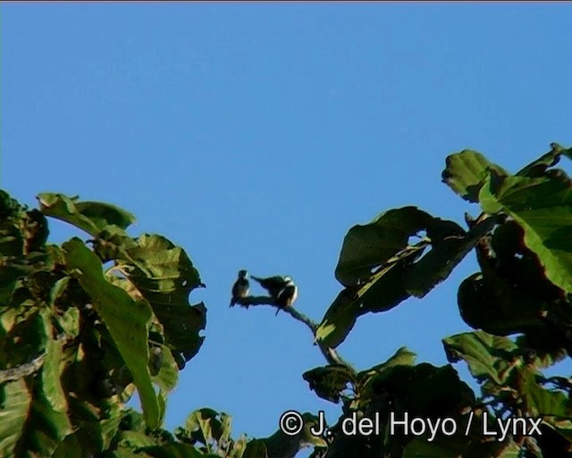 Collared Falconet - ML201183191