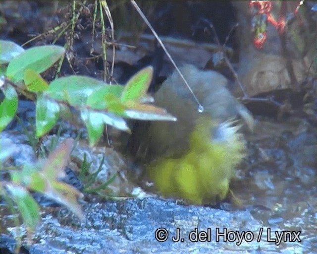 Chestnut-tailed Minla - ML201183201