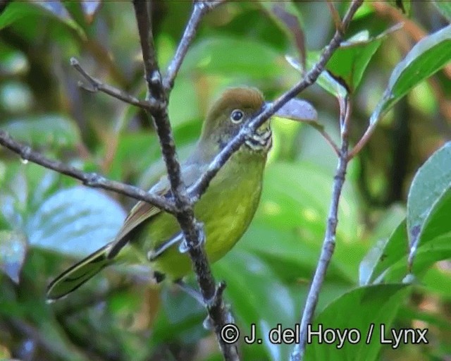 Minla Colicastaña - ML201183211