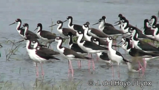 Black-necked Stilt (Black-necked) - ML201183311