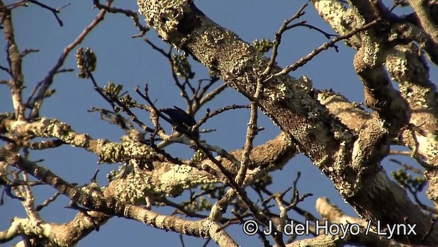 Purple Honeycreeper - ML201183411