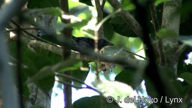 Fasciated Antshrike - ML201183421