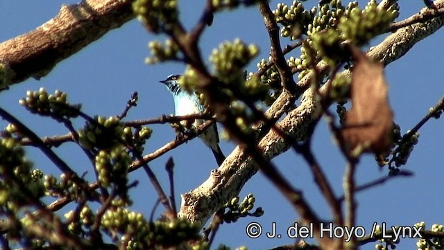 Dacnis à coiffe bleue (lineata) - ML201183471