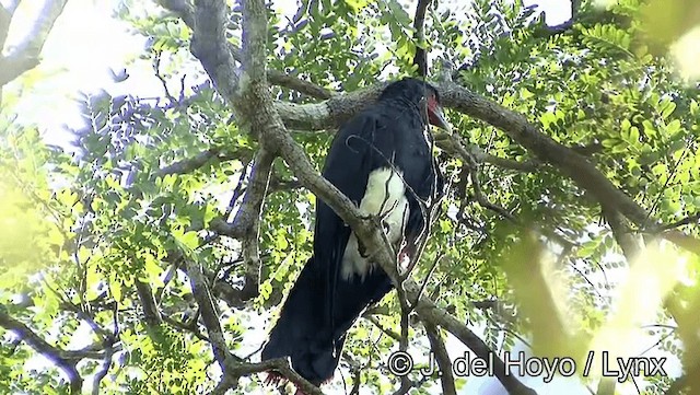 Caracara Gorjirrojo - ML201183491