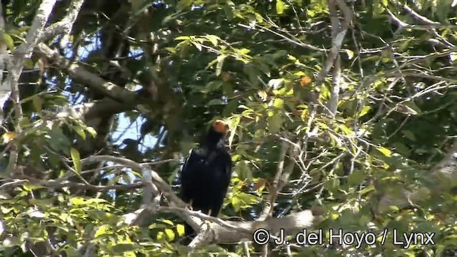 Caracara noir - ML201183511