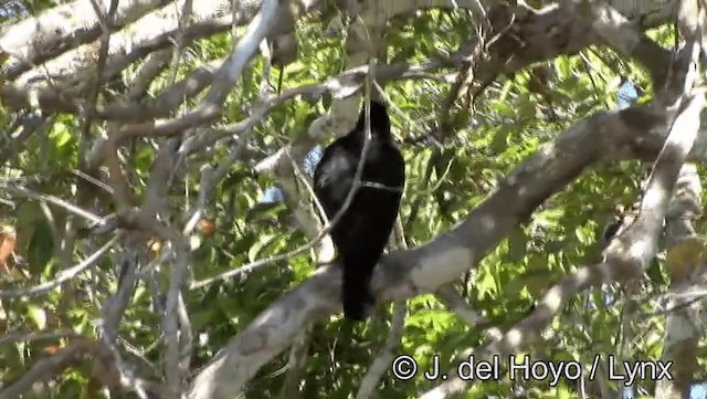 Caracara Negro - ML201183521