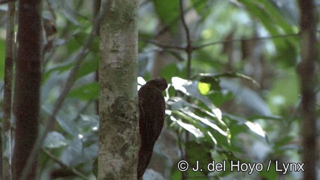 White-chinned Woodcreeper - ML201183531