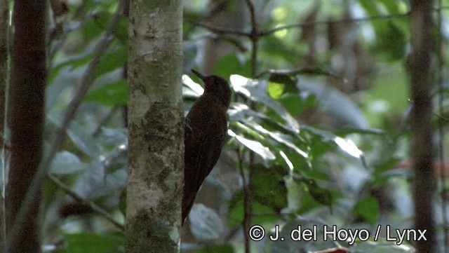 White-chinned Woodcreeper - ML201183541