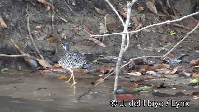 Sunbittern - ML201183641