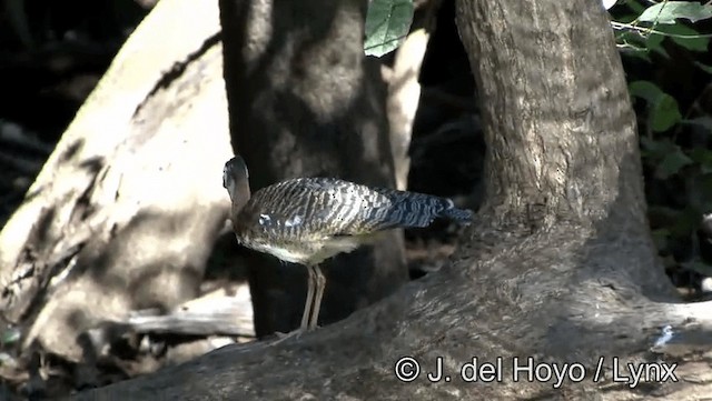 Sunbittern - ML201183651